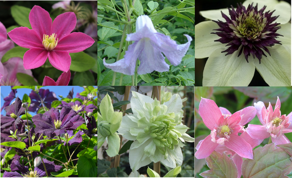 A PLANT THAT FLOWERS FOR 12 MONTHS OF THE YEAR Milton Ernest Garden