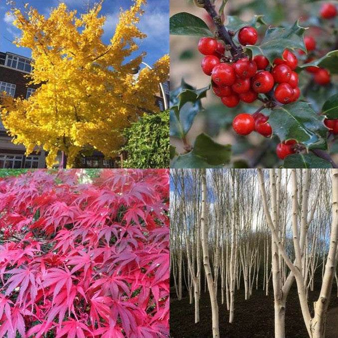 November 24 Tree Plant a Tree for November – Milton Ernest Garden Centre