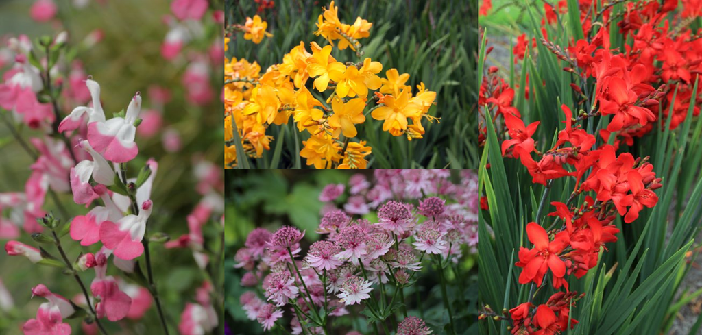 Ten Treasures For Garden Colour This Summer