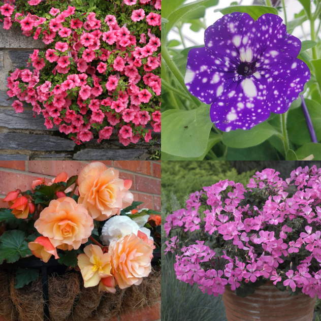 Summer Tubs and Hanging Baskets