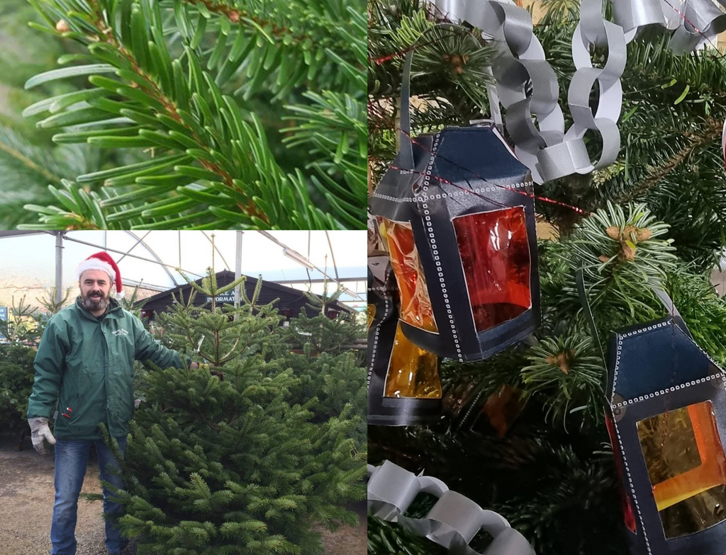 The Fascinating History of Christmas Trees in the UK