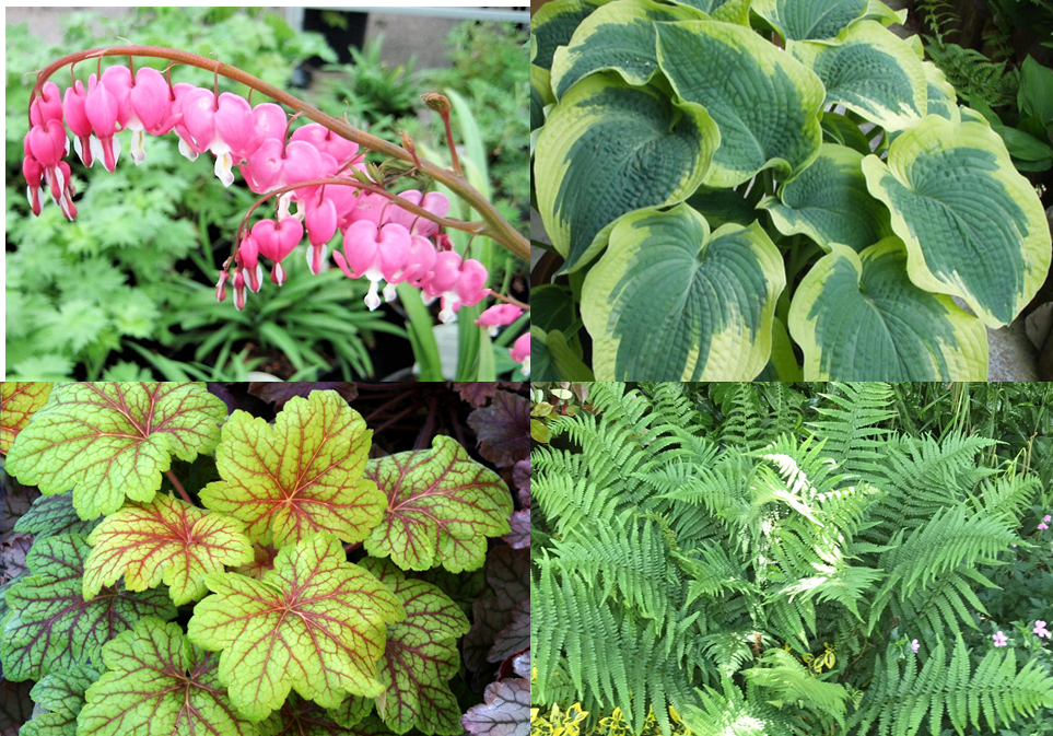 Plants For Shady Places