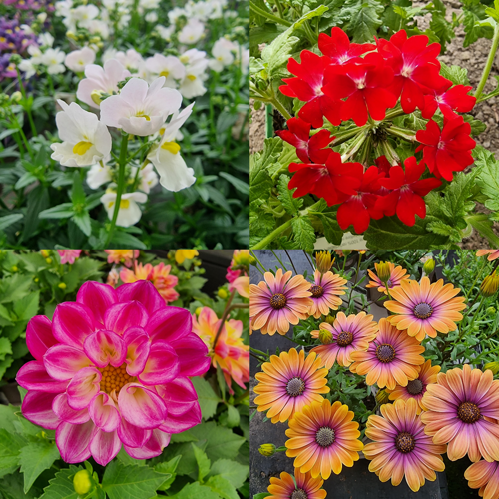Brighten up Your Borders In July