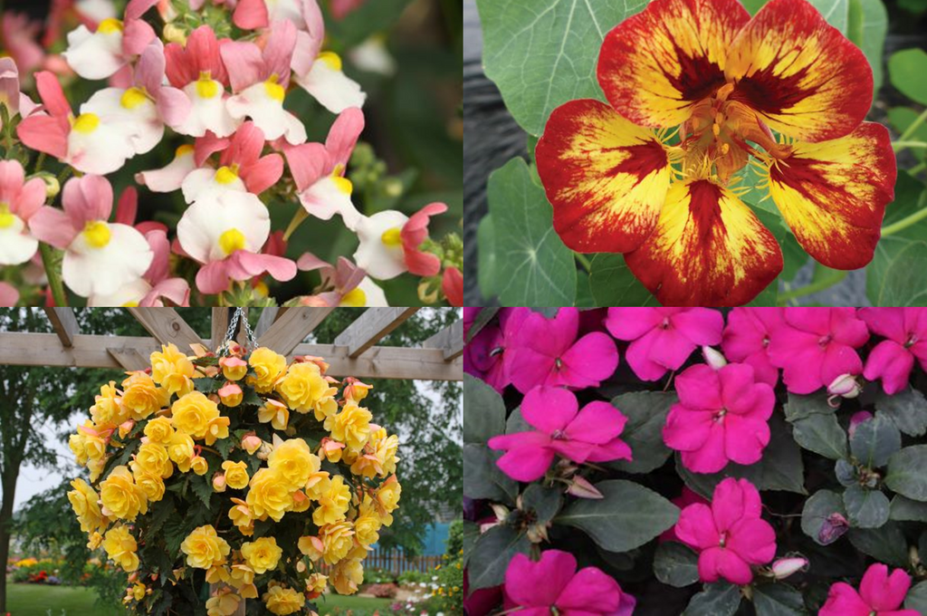Exotic Summer Plants for Patio Pots