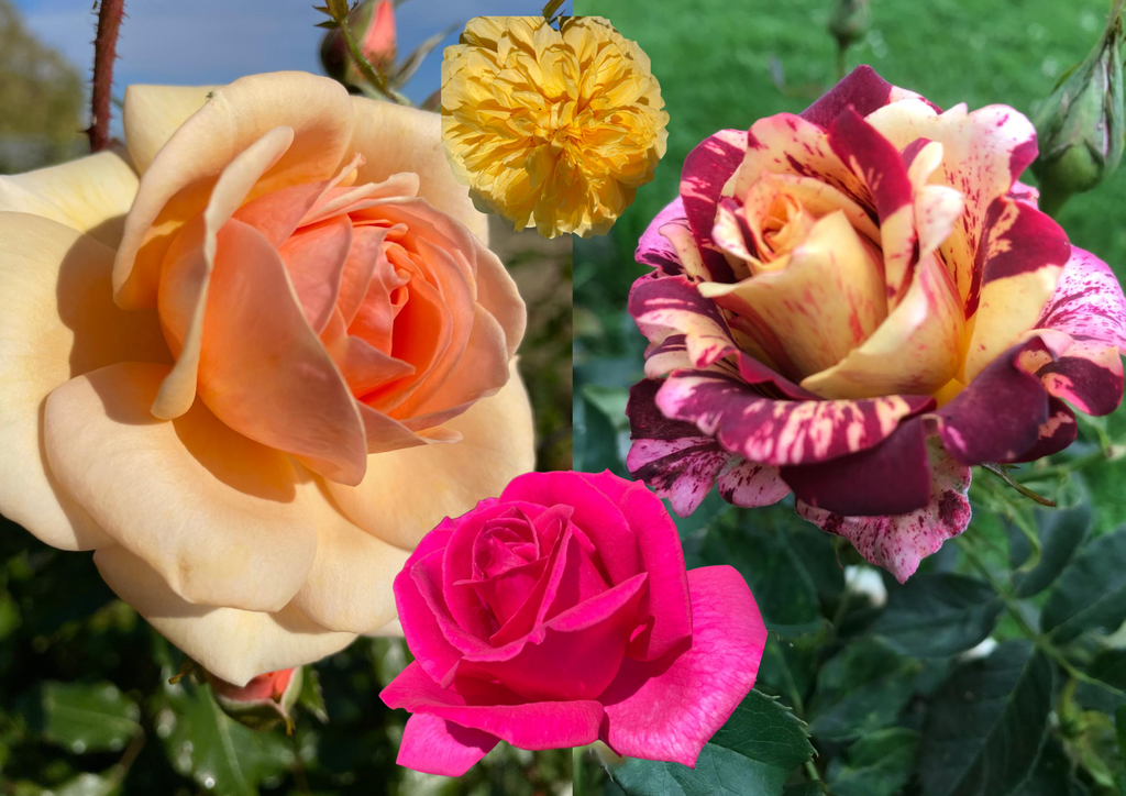 November Gardening - All About Roses: The UKs Favourite Plant