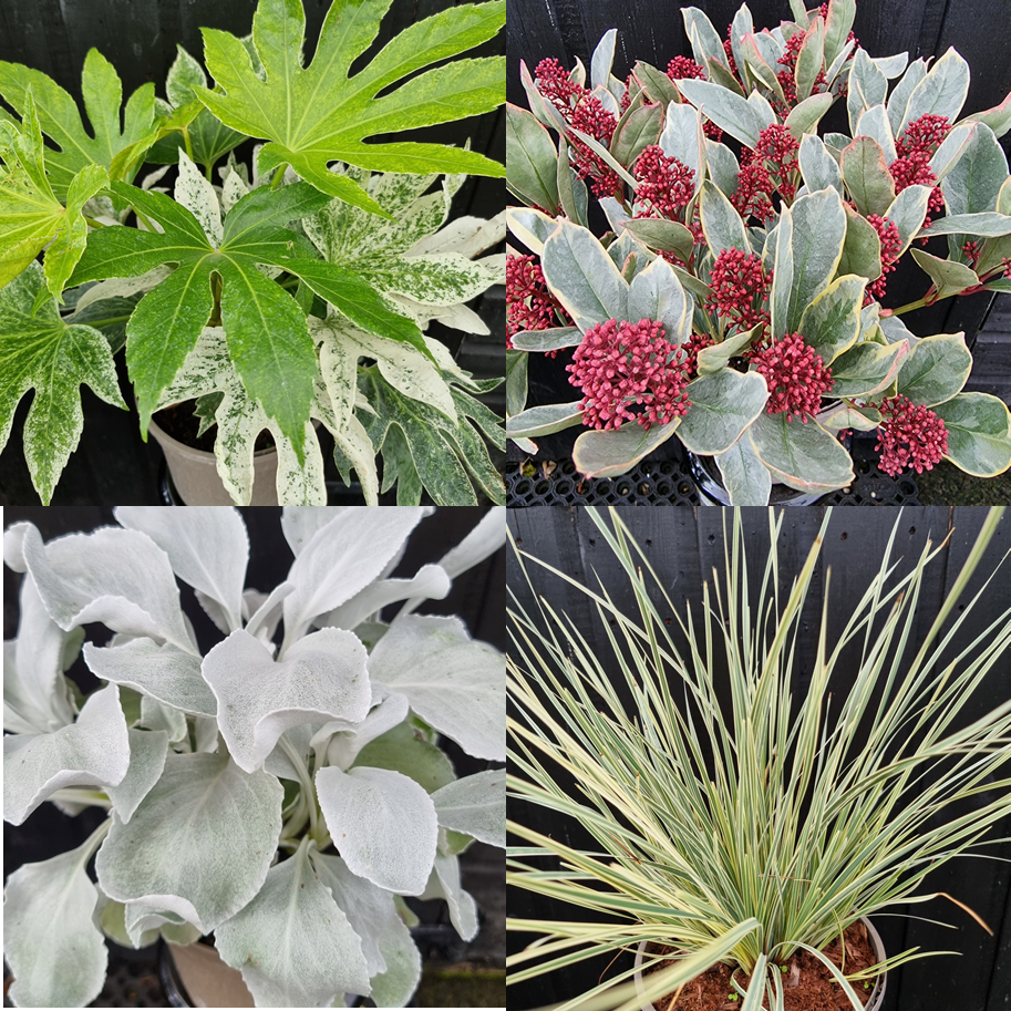 Colourful Foliage Plants For Winter Gardens