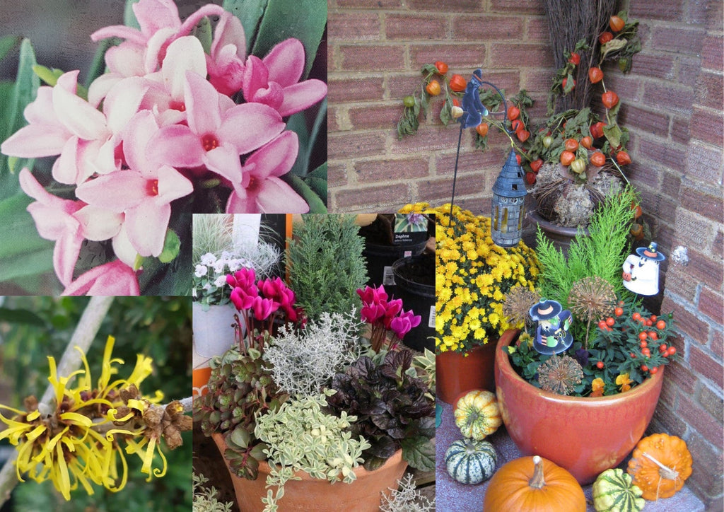 Gardening in October
