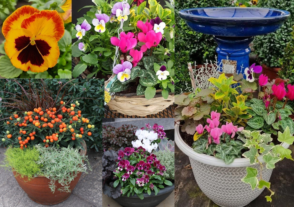 Patio Colour for Autumn and Winter