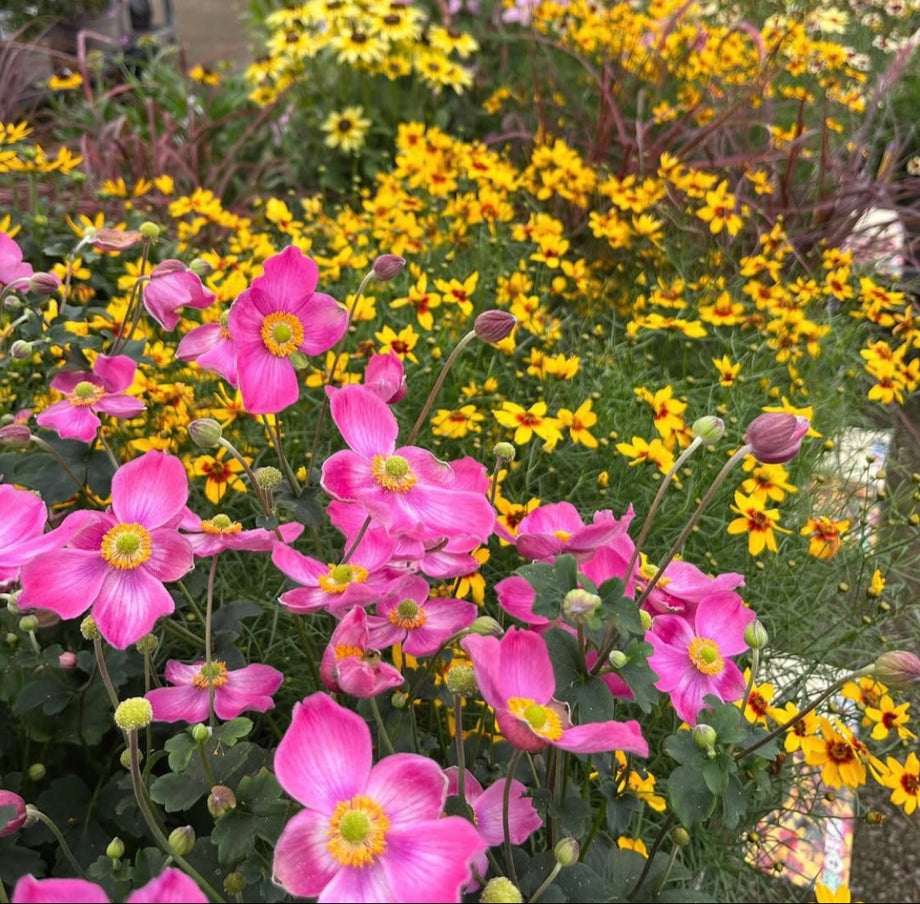 Milton Ernest Garden Centre - is a friendly independent Garden Centre